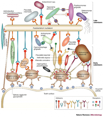 cavity-causing bacteria are found in the dental biofilm and plaque