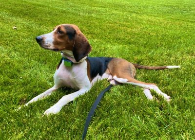 Dr. Payet's coonhound, Hershey